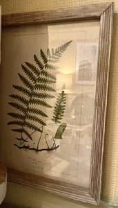 Botanical Print 2 - Harris
