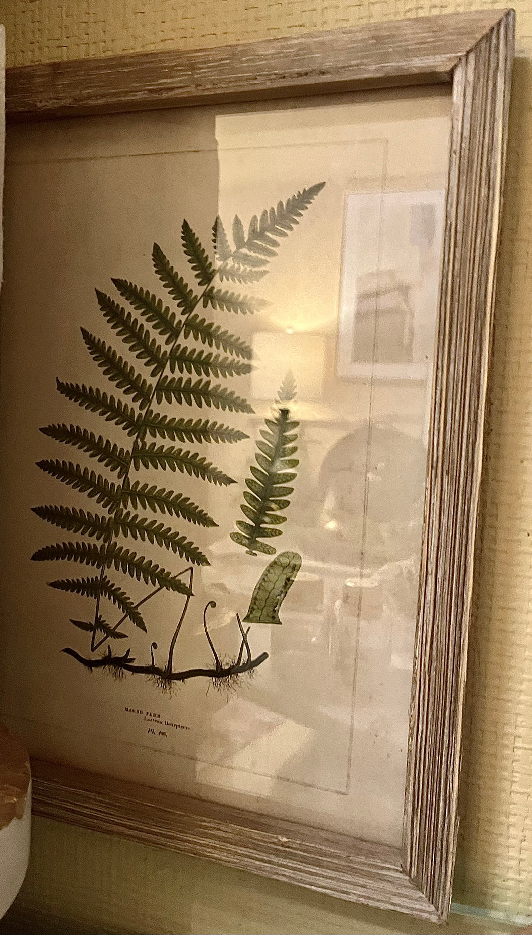 Botanical Print 2 - Harris