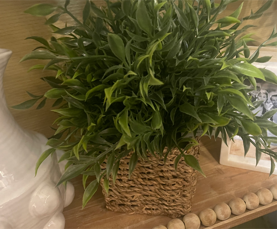Decorative Plant - Peiroo
