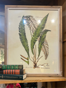 Botanical Print 2 - Wilson