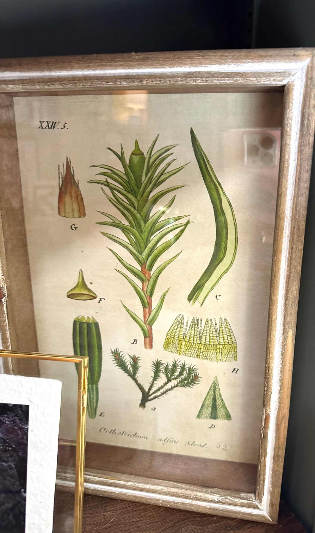 Botanical Print - Jerica & Austin